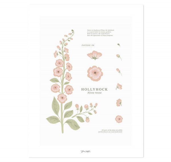Lilipinso Poster Herbarium mit Stockrose rosa grün