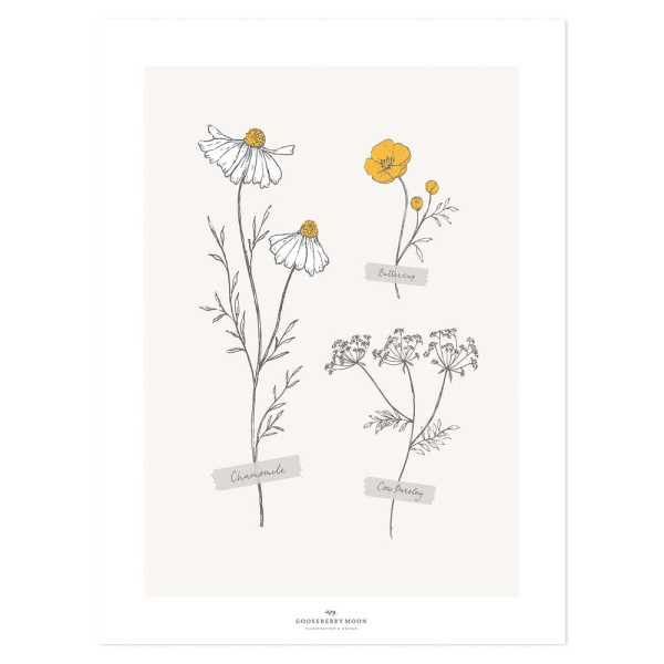 Lilipinso Poster Herbarium mit Kamille grau senfgelb